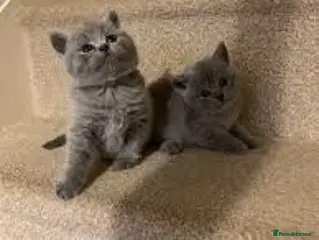British Shorthair cats British Shorthair kittens - Advert 7