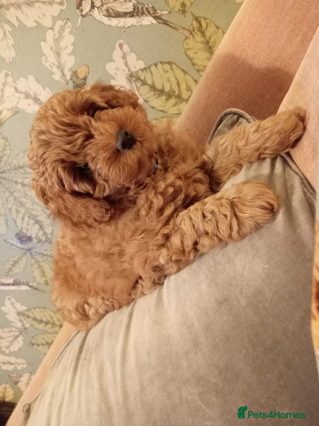 Toy Poodle dogs for stud: Toy Poodle KC - Stud and  fully health tested  - Advert 20