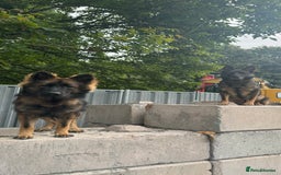 German Shepherd dogs for sale: Working line German shepherd  - Image 1
