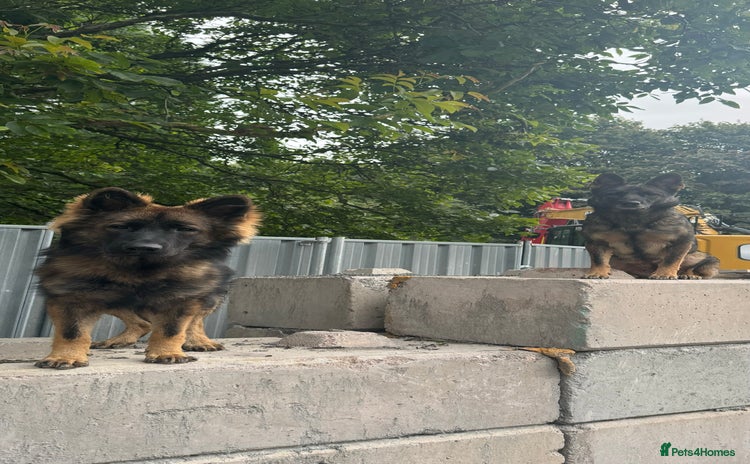 German Shepherd dogs - Advert 1