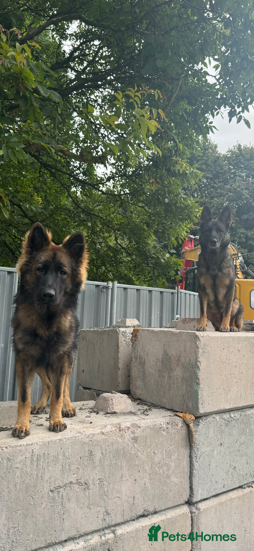 German Shepherd dogs for sale: Working line German shepherd  - Image 1