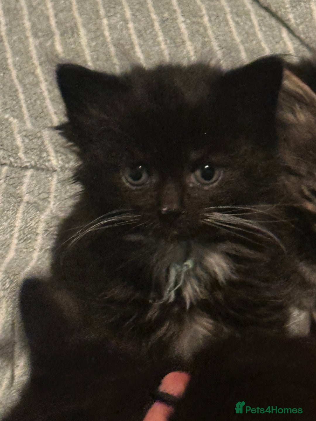 Maine Coon cats for sale: Maincoon cross ragdoll - Advert 5