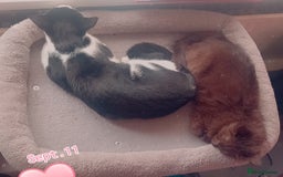 Mixed Breed cats for sale: 6month old Male black and White Kitten - Image 3