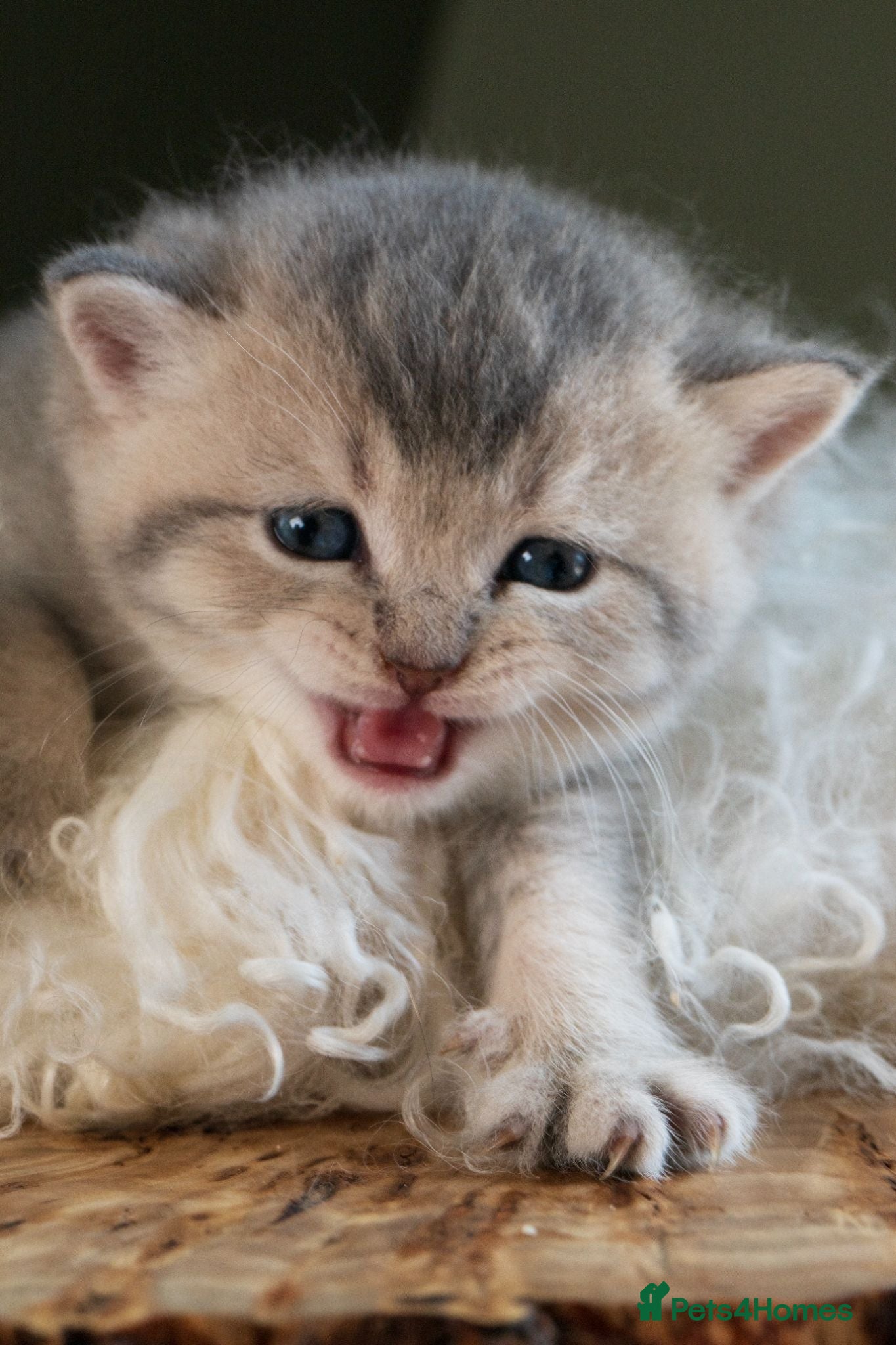 British Shorthair cats Superb BSHs Blue Golden Chinchilla & TickedTabby - Advert 1