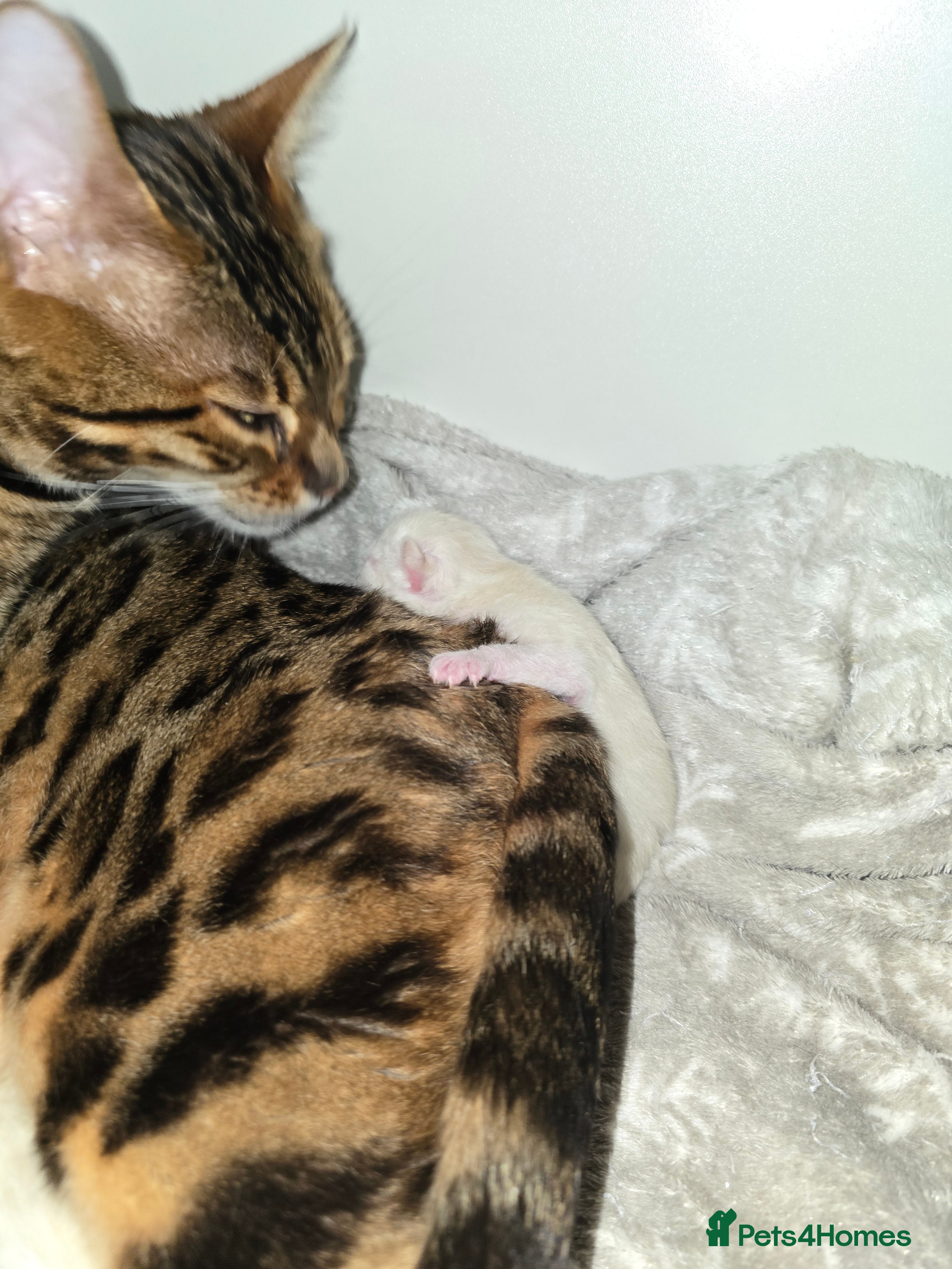 Bengal cats BENGAL CROSS BLUE BENGAL  - Advert 1