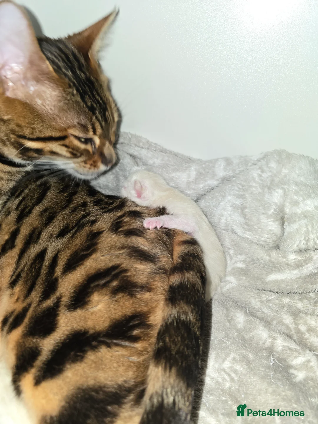 Bengal cats for sale: BENGAL CROSS BLUE BENGAL  - Advert 1