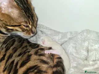 Bengal cats BENGAL CROSS BLUE BENGAL - Advert 3