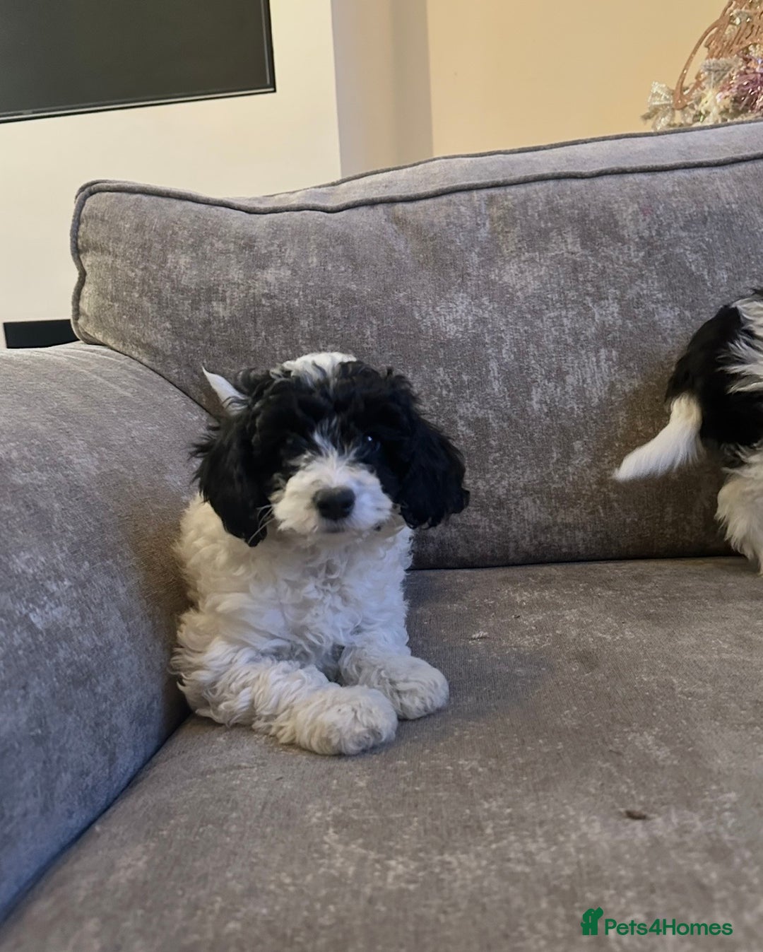 Cockapoo dogs for sale: Beautiful cockapoos for sale - Advert 4