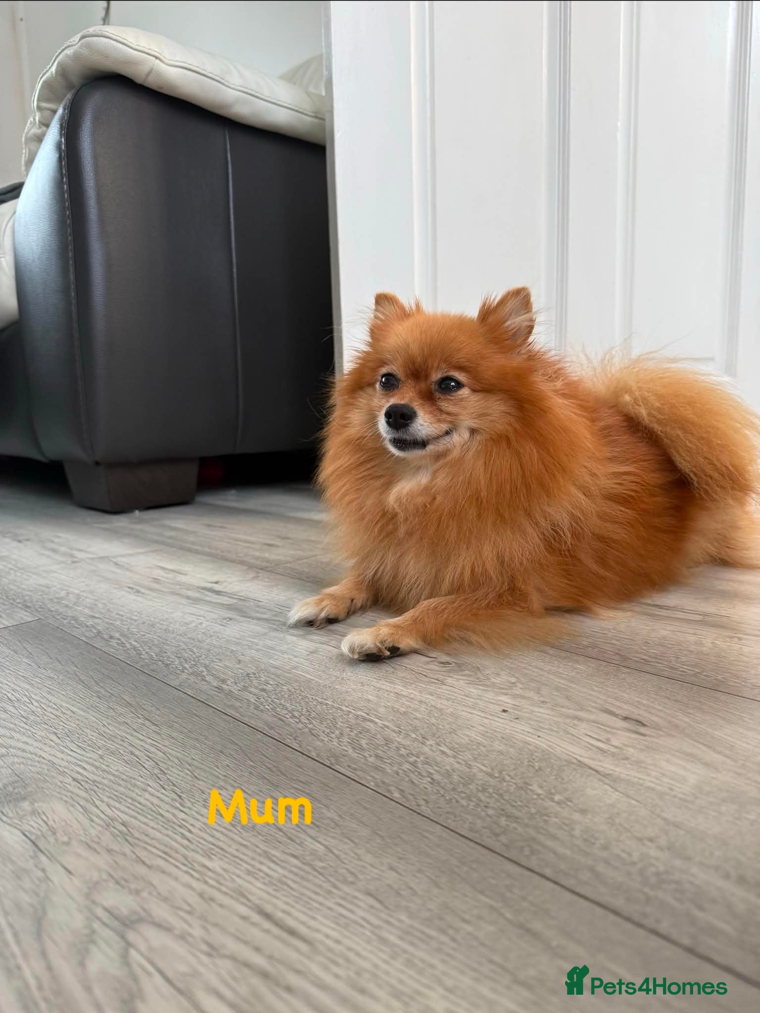 Pomeranian dogs     Tiny Fluffy Pomeranian Girls - Advert 2