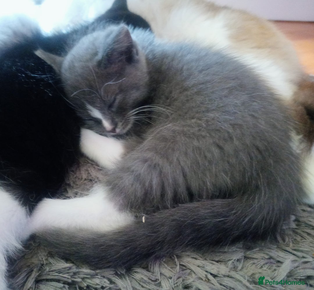 Ragdoll cats for sale: Ragdoll kittens  - Image 10