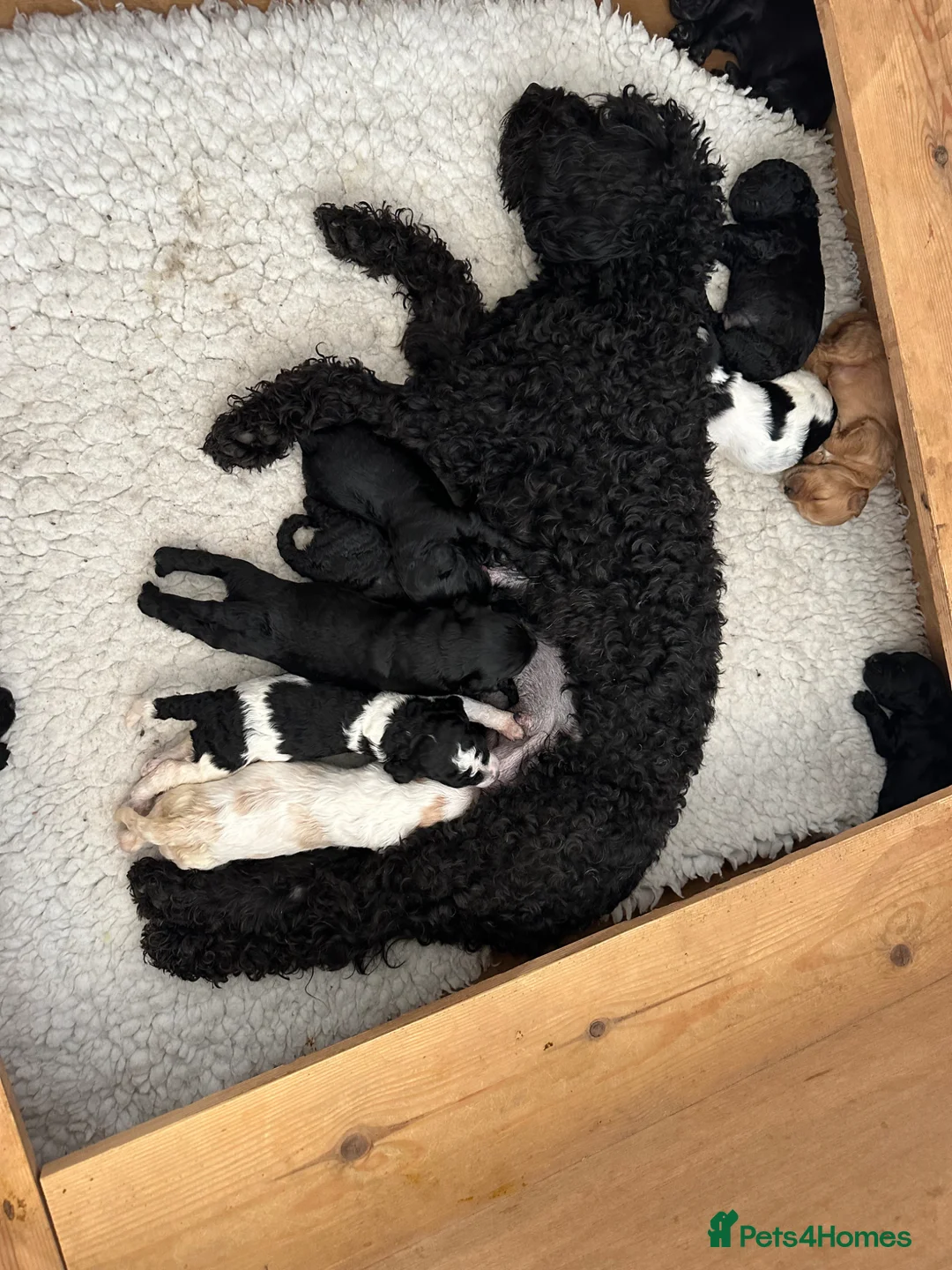 Mixed Breed dogs for sale: Sprockerpoo puppies looking for their forever home in Dunfermline - Advert 15