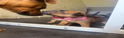 Mixed Breed dogs for sale: Patterdale X Lakeland Puppies for Sale **2 LEFT** - Advert 18