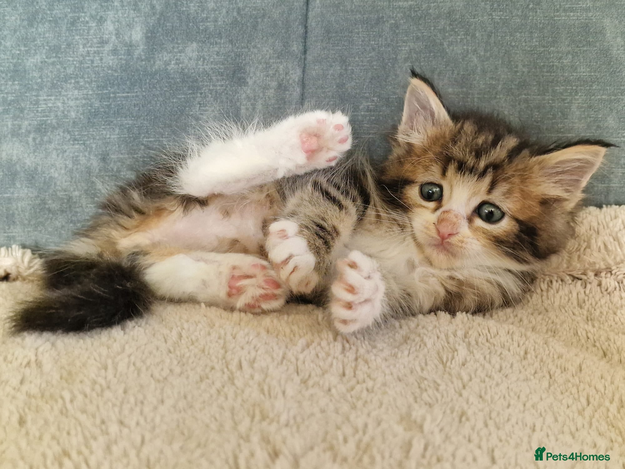 Ragcoon cats Ragcoon (Ragdoll x Maine Coon) Kittens  - Advert 2