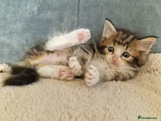 Ragcoon cats Ragcoon (Ragdoll x Maine Coon) Kittens - Advert 2