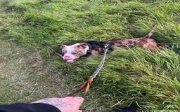 American Bully dogs for sale: 2 year old chocolate merl American pocket bully - Image 5