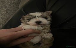 Mixed Breed dogs for sale: Maltese x chihuahua puppies for sale  - Image 11
