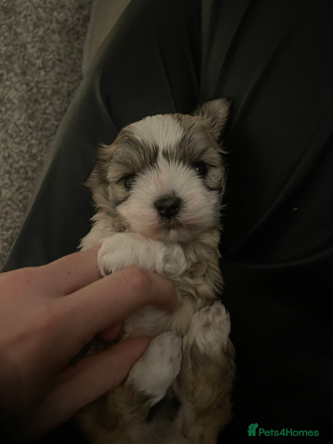 Mixed Breed dogs for sale: Maltese x chihuahua puppies for sale  - Image 11