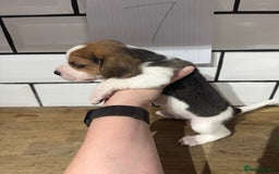 Beagle dogs for sale: Beautiful beagle puppies  - Advert 31