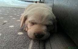 Labrador Retriever dogs for sale: 8 super Labrador pups 4 girls 4 boys**NEW PHOTOS** - Image 18