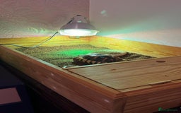 Tortoise reptiles for sale: Tortoise  - Image 2