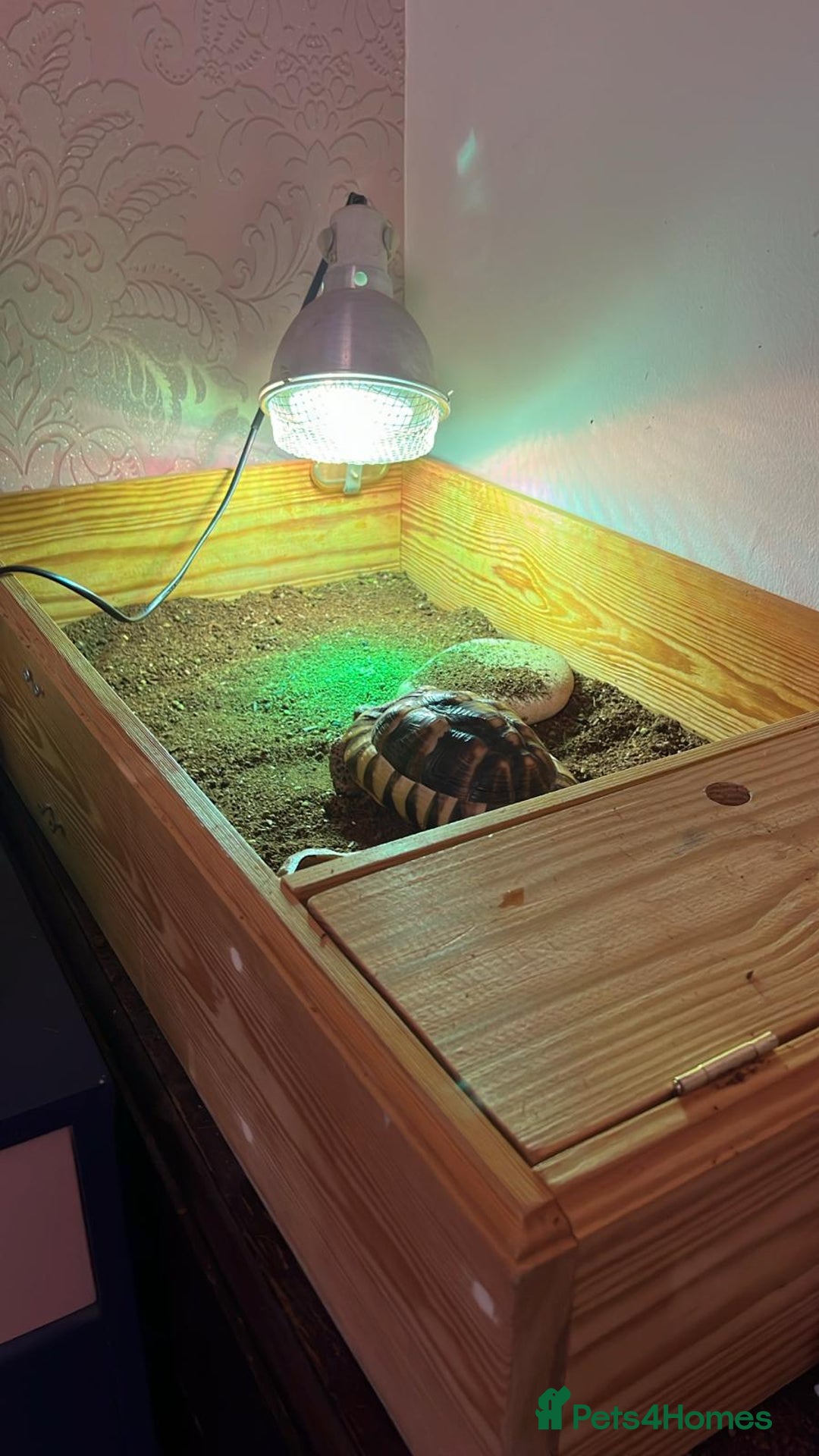 Tortoise reptiles for sale: Tortoise  - Image 2