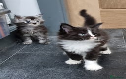 Maine Coon cats for sale: Pedigree GCCF Maine Coon Kittens for sale  - Image 12
