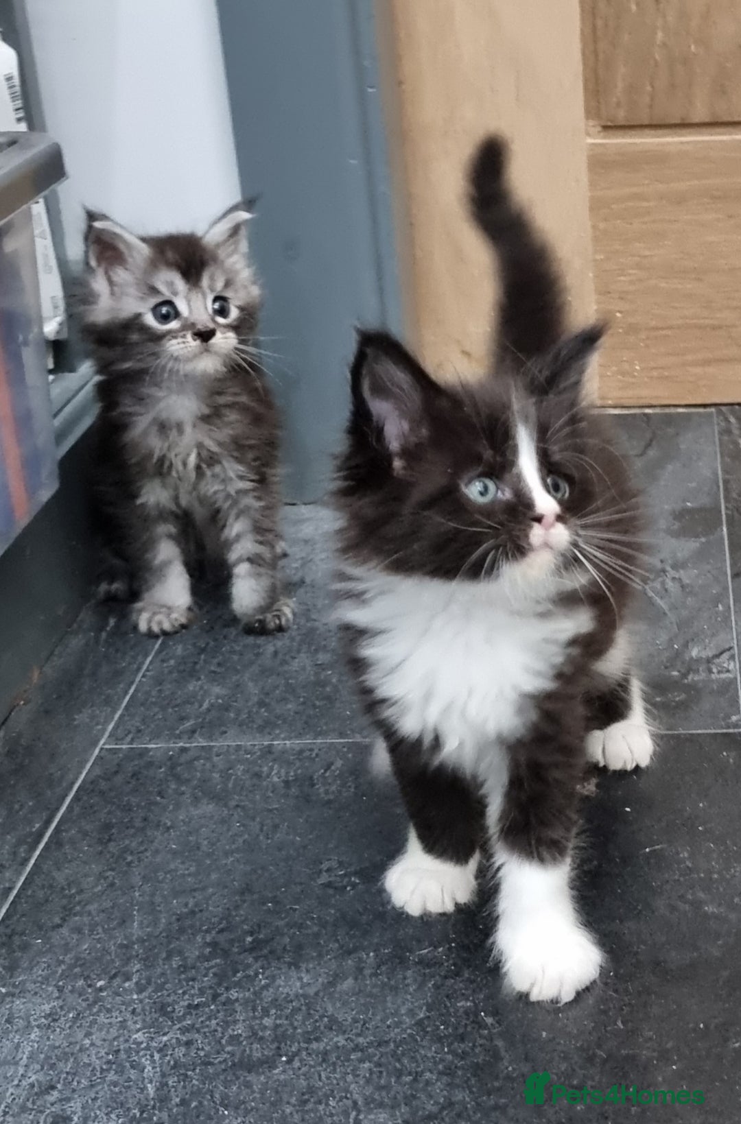 Maine Coon cats for sale: Pedigree GCCF Maine Coon Kittens for sale  - Image 12