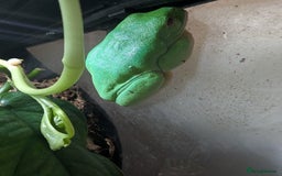 Frog reptiles for sale: Red Eyed Tree Frog - Advert 4