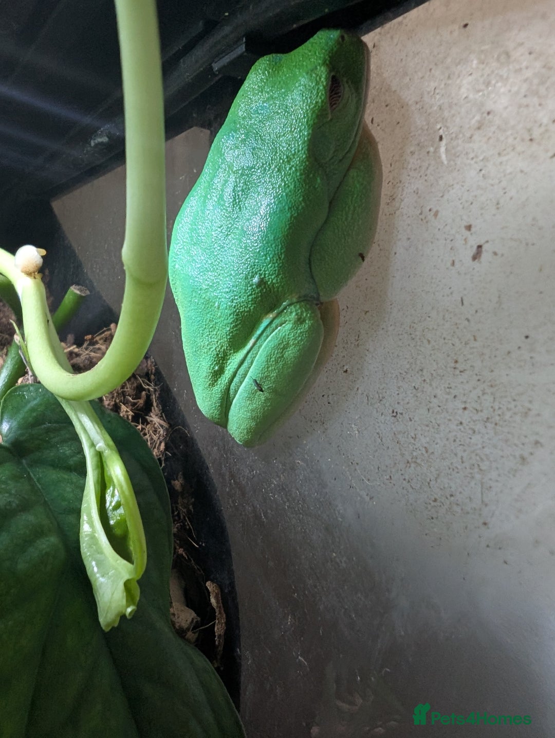 Frog reptiles for sale: Red Eyed Tree Frog - Advert 4