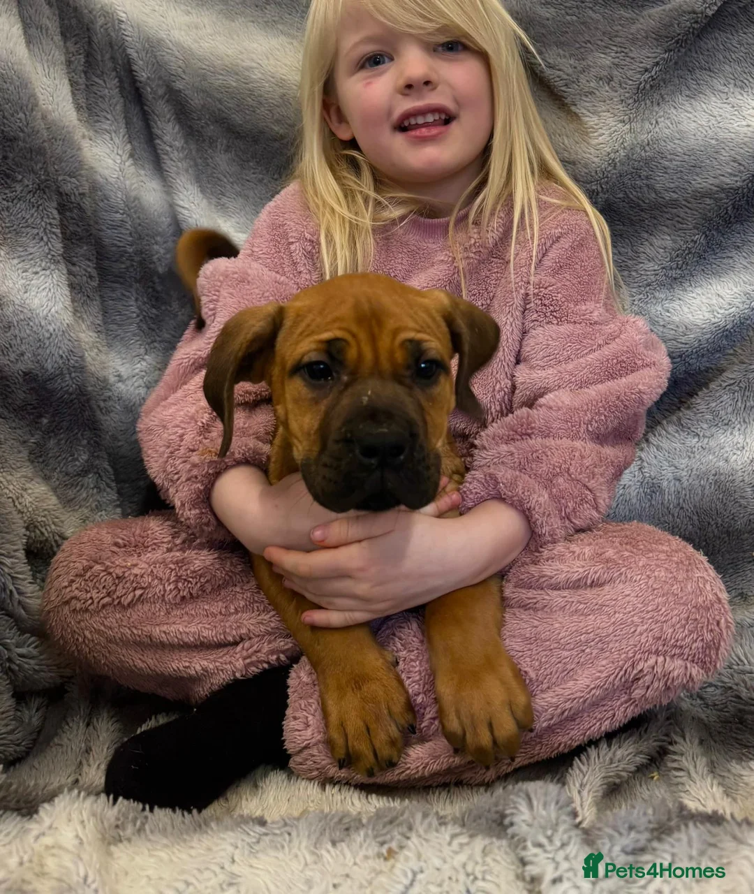 Boerboel dogs for sale: Boerboel puppies in Horsham - Advert 2