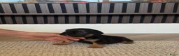 French Bulldog dogs for sale: LITTLE LUXURY PUPPIES! BEAUTIFUL FLUFFY FRENCHIES  - Advert 4
