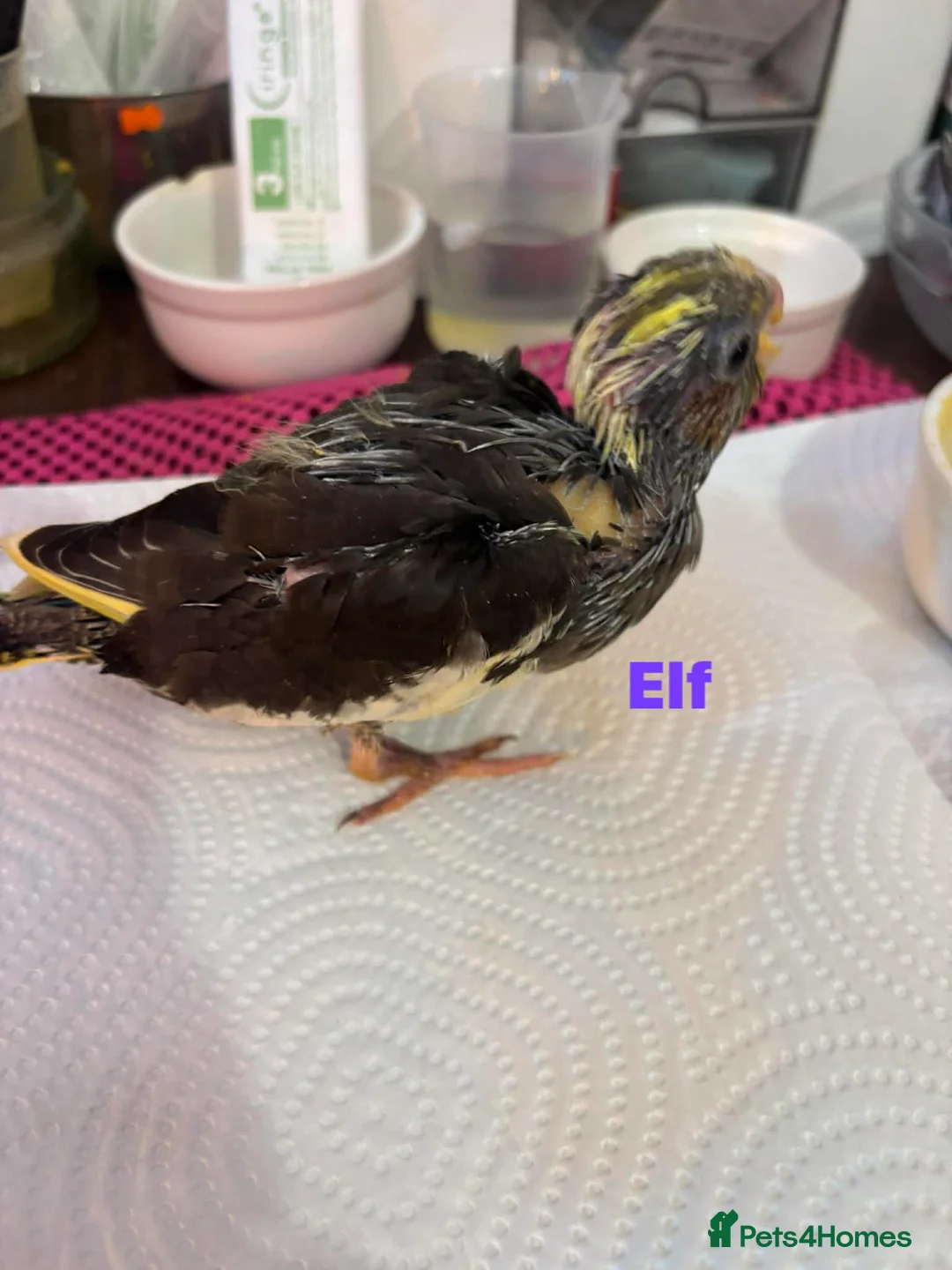 Cockatiels birds for sale: Hand reared and tame baby cockatiels  - Advert 12