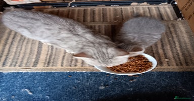British Shorthair cats - Advert 14
