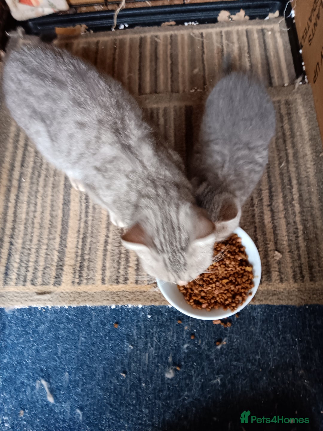 British Shorthair cats for sale: Male British short hair  - Image 3
