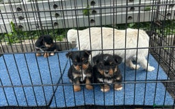 Mixed Breed dogs for sale: 3 beautiful yorkie Russell for sale  - Image 11