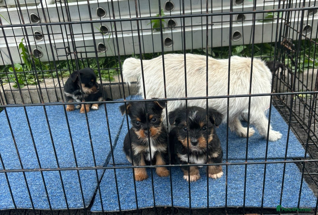 Mixed Breed dogs for sale: 3 beautiful yorkie Russell for sale  - Image 11