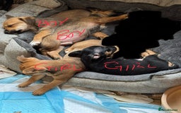 Jack Russell dogs for sale: Norwich terrier cross Jack Russell pups for sale - Image 10