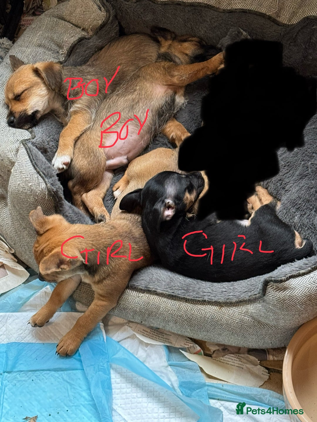 Jack Russell dogs for sale: Norwich terrier cross Jack Russell pups for sale - Image 10