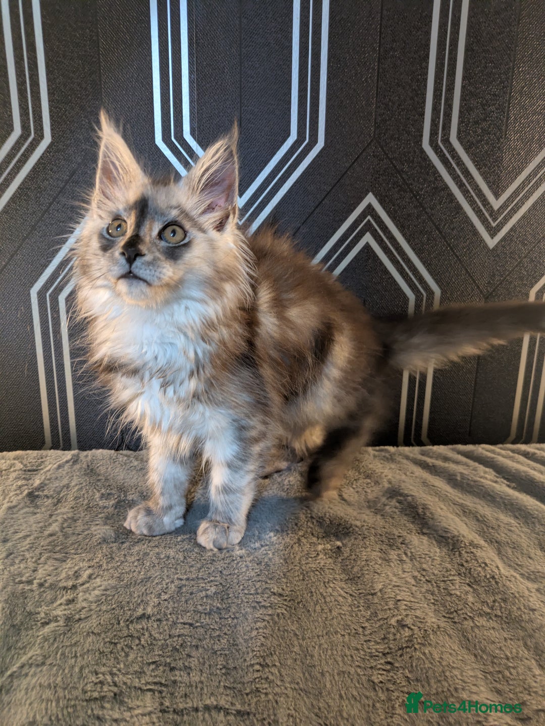 Maine Coon cats for sale: Pedigree Maine coons ready 17/11/25 - Advert 4