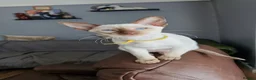 Siamese cats for sale: Exceptional pedigree gccf siamese kittens - Advert 2