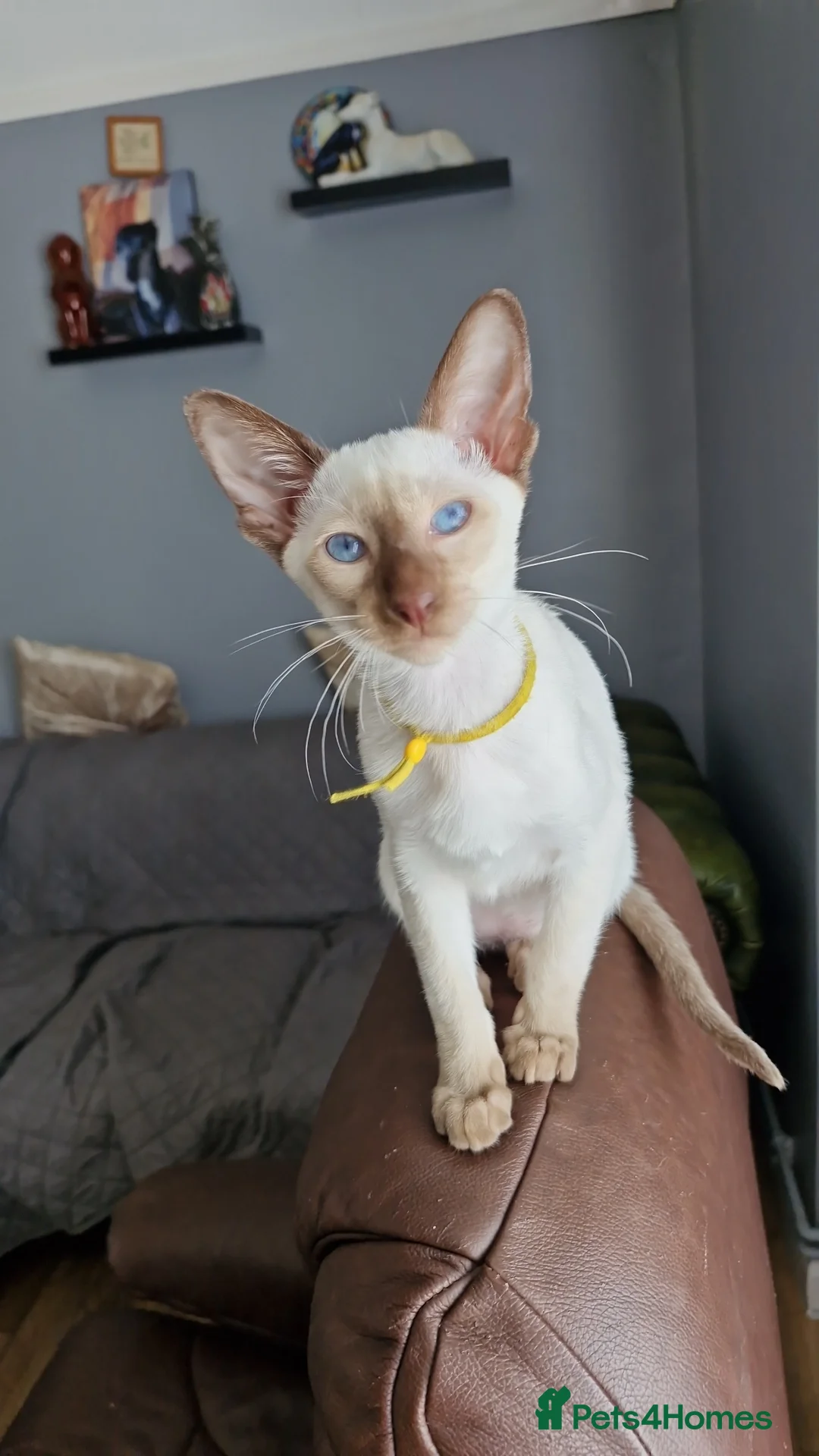 Siamese cats for sale: Exceptional pedigree gccf siamese kittens - Advert 2