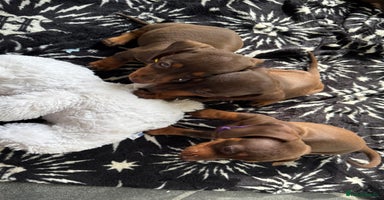 Miniature Dachshund dogs - Advert 6