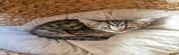 Bengal cats for sale: 🐾 Beautiful Bengal Girl Kittens - available now🐾 in Reading - Advert 17