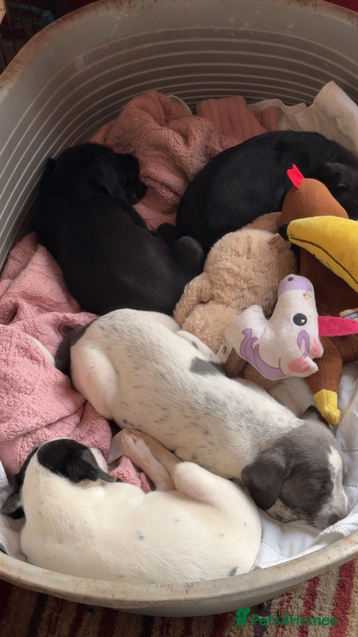 Mixed Breed dogs Pointer/spaniel cross Bedlington  - Advert 22