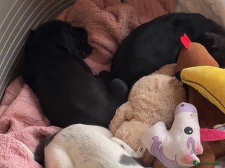 Mixed Breed dogs Pointer/spaniel cross Bedlington - Advert 4