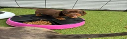 Dachshund dogs for sale: Dachshund in Gloucester - Advert 3