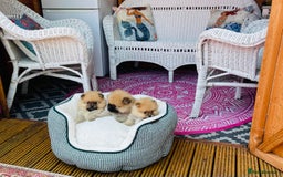 Pomeranian dogs for sale: Beautiful Full Pedigree Pomeranians - Image 7