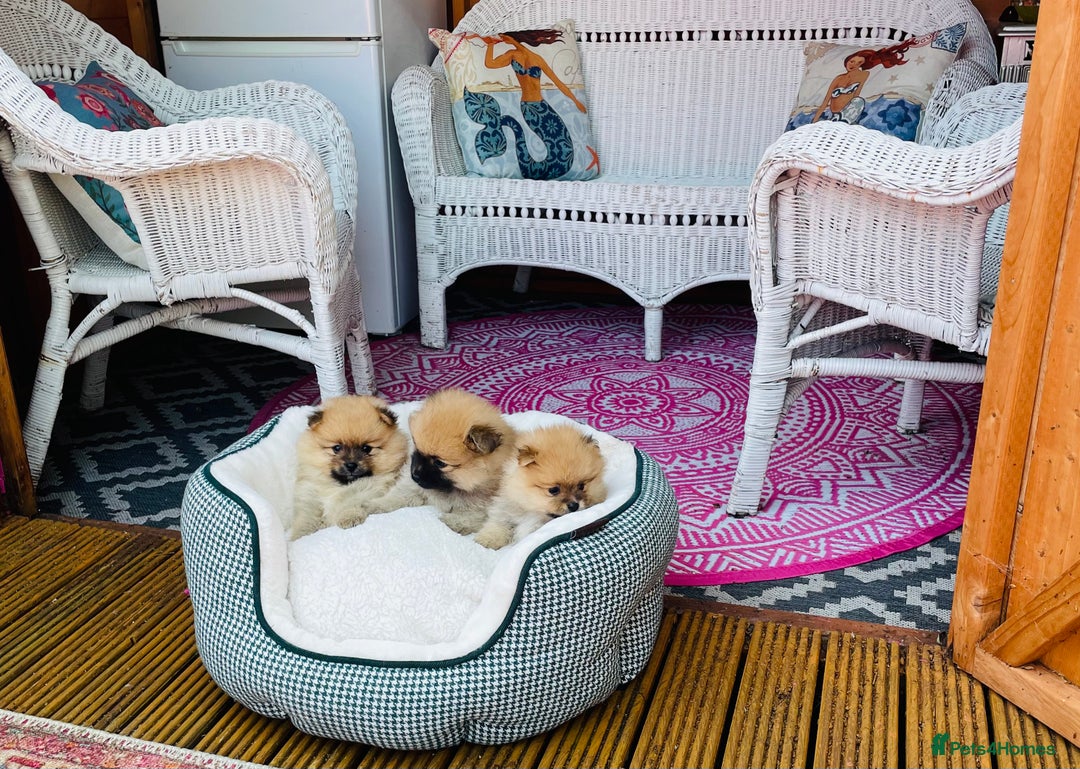 Pomeranian dogs for sale: Beautiful Full Pedigree Pomeranians - Image 7