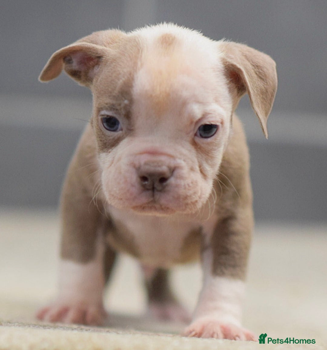 Olde English Bulldogge dogs for sale: 5⭐️COUNCIL APPROVED,LICENSED, 23 YEARS EXPERIENCE. - Advert 4