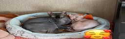Sphynx cats for sale: Beautiful Male Elf Sphynx Kitten – Marcus - Advert 6
